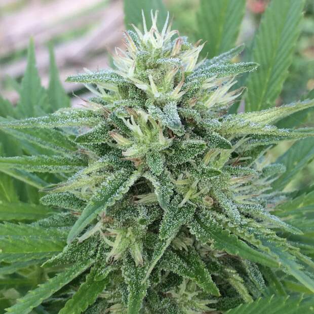 Ace Seeds Panama X Bangi Haze 3 Stk feminisiert