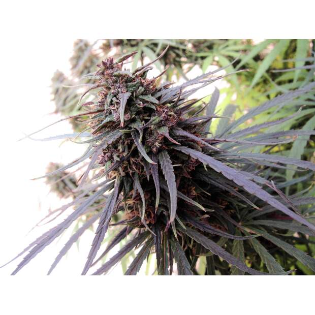 Ace Seeds Purple Haze X Malawi 5 Stk regular