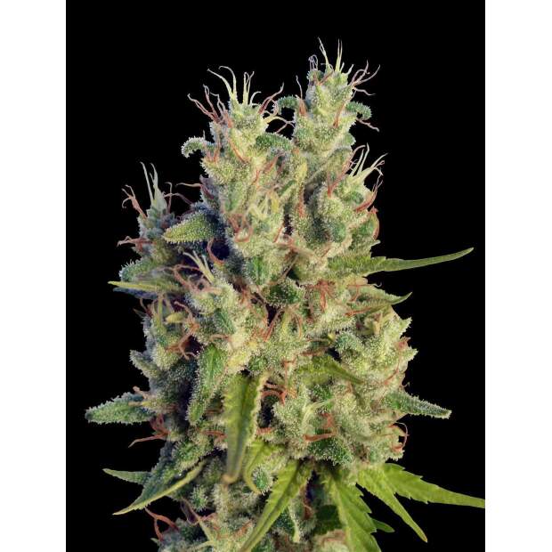 Ace Seeds Super Malawi Haze 3 pcs feminised
