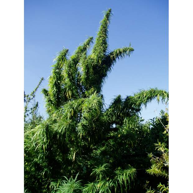 Ace Seeds Tropical Mix 5 pcs regular
