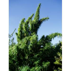 Ace Seeds Tropical Mix 5 pcs regular
