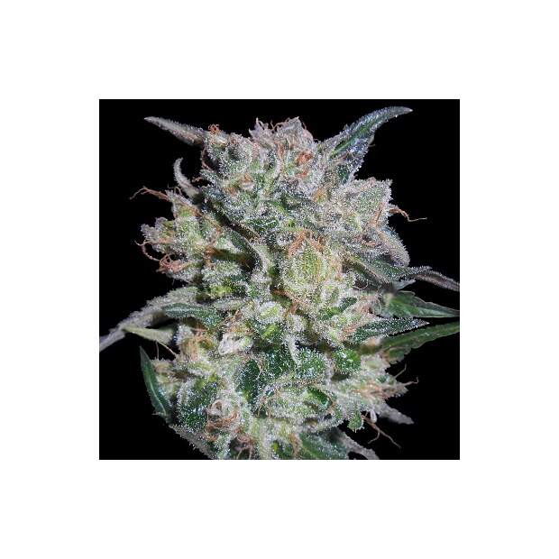 Ace Seeds Zamaldelica X Kali China 5 pcs feminised