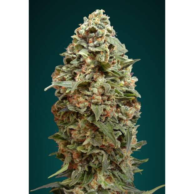Advanced Seeds Afghan Skunk 3 Stk feminisiert
