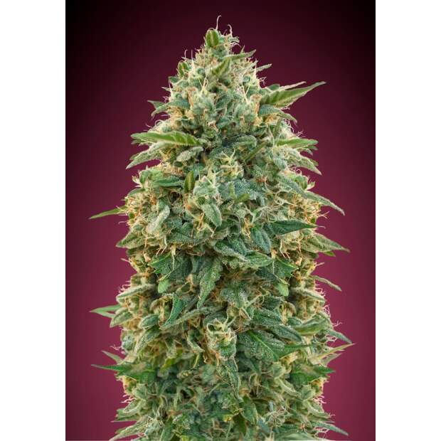 Advanced Seeds Amnesia 3 pcs feminised