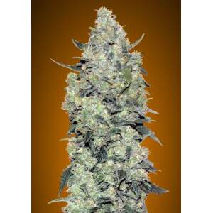 Advanced Seeds Auto Critical Mass 3 Stk feminisiert