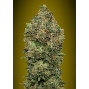 Advanced Seeds Auto Critical Soma 3 pcs feminised