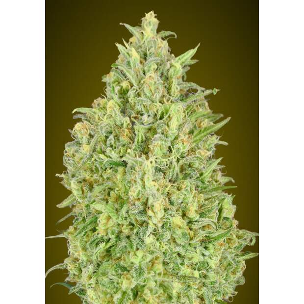 Advanced Seeds Auto Pineapple Glue 3 Stk feminisiert