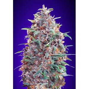 Advanced Seeds Auto Purple Diesel 3 pcs feminised