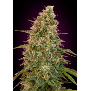 Advanced Seeds Auto Zkittlez 3 pcs feminised