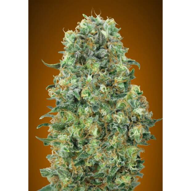 Advanced Seeds Critical Mass 100 pcs feminised