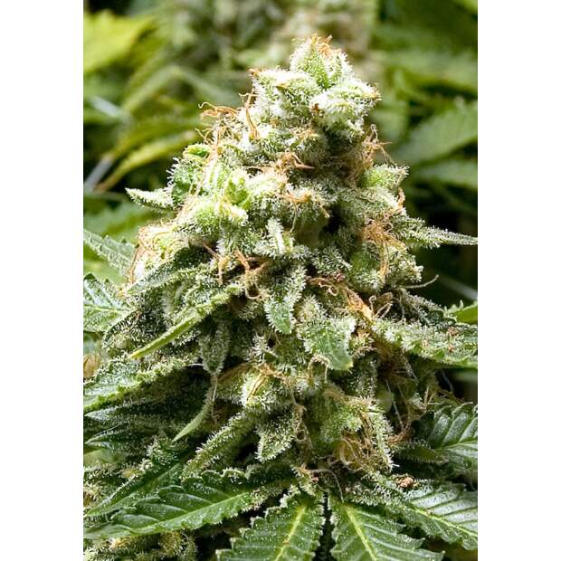 Advanced Seeds Early Widow 3 Stk feminisiert