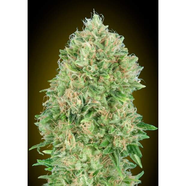 Advanced Seeds Pineapple Glue 3 pcs feminised