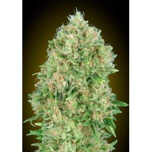 Advanced Seeds Pineapple Glue 3 pcs feminised