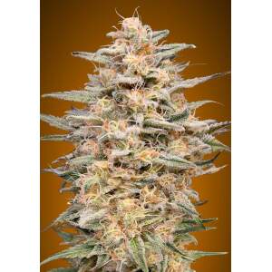 Advanced Seeds Somango Widow 3 pcs feminised