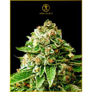 Anaconda Seeds OG Kush 5 Stk feminisiert