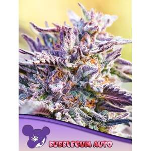 Anesia Seeds Auto Bubblegum 5 Stk feminisiert