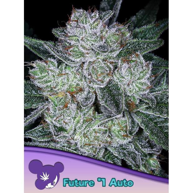 Anesia Seeds Auto Future #1 3 pcs feminised