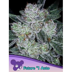 Anesia Seeds Auto Future #1 5 pcs feminised