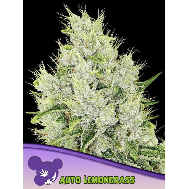 Anesia Seeds Auto Lemongrass 5 pcs feminised