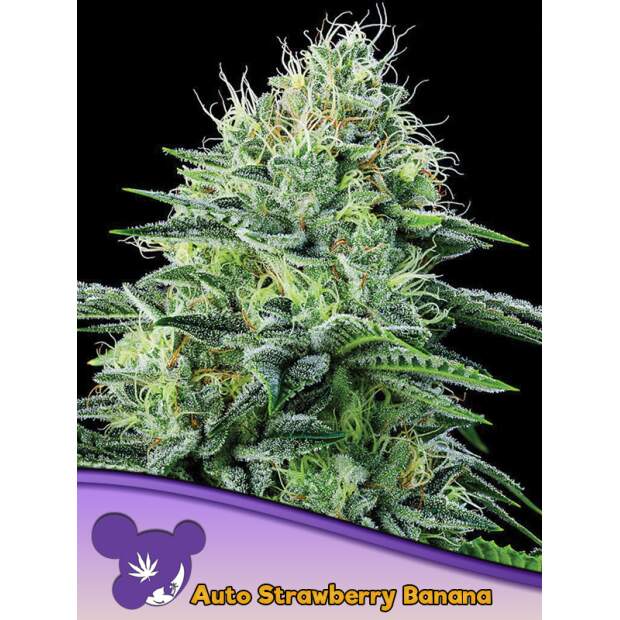 Anesia Seeds Auto Strawberry Banana 3 pcs feminised