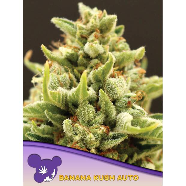Anesia Seeds Banana Kush Auto 3 Stk feminisiert