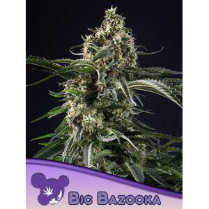 Anesia Seeds Big Bazooka 3 Stk feminisiert