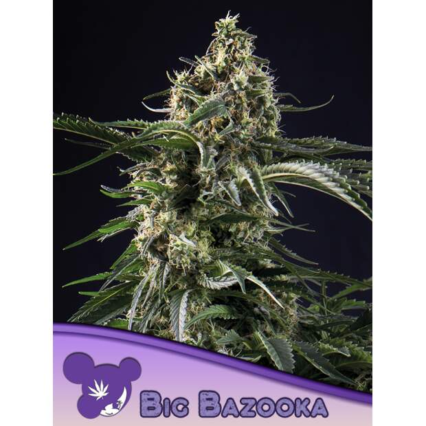Anesia Seeds Big Bazooka 5 Stk feminisiert