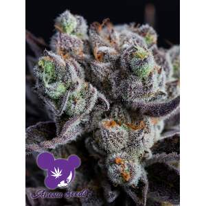 Anesia Seeds Blackberry Moonrocks 5 Stk feminisiert