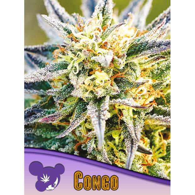 Anesia Seeds Congo 3 Stk feminisiert