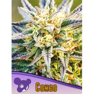 Anesia Seeds Congo 3 Stk feminisiert