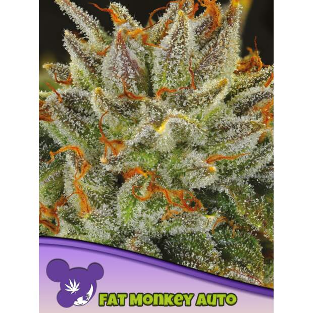 Anesia Seeds Fat Monkey Auto 5 Stk feminisiert