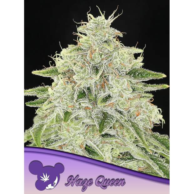 Anesia Seeds Haze Queen 5 Stk feminisiert