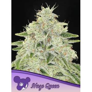 Anesia Seeds Haze Queen 5 Stk feminisiert