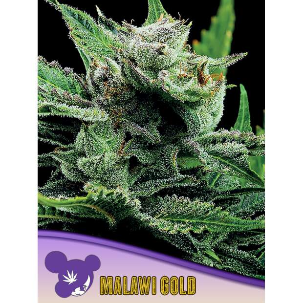 Anesia Seeds Malawi Gold 3 Stk feminisiert