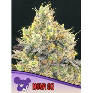 Anesia Seeds Nova OG 3 Stk feminisiert