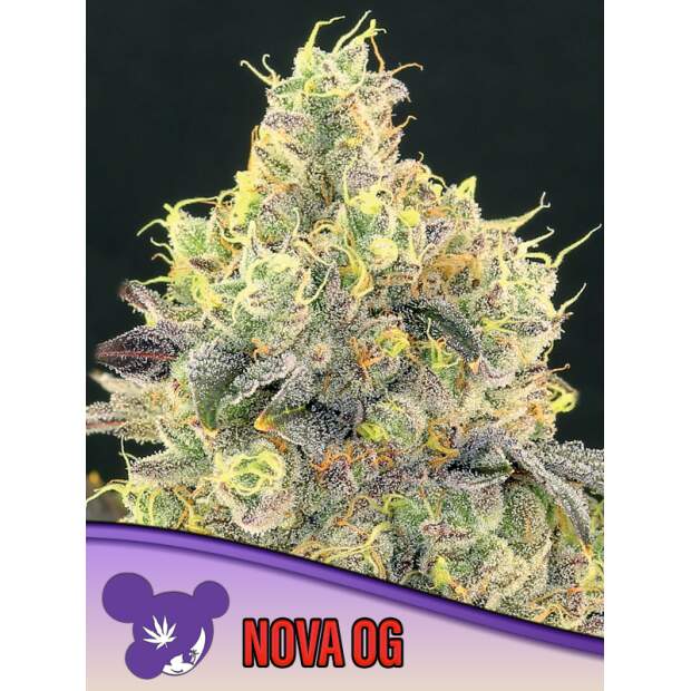 Anesia Seeds Nova OG 10 pcs feminised