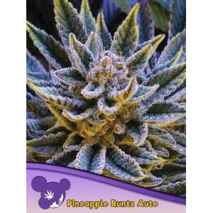 Anesia Seeds Pineapple Runtz Auto 5 Stk feminisiert