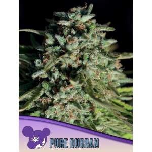 Anesia Seeds Pure Durban 3 Stk feminisiert