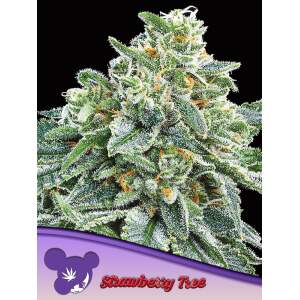 Anesia Seeds Strawberry Tree 3 Stk feminisiert