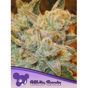 Anesia Seeds White Runtz 3 Stk feminisiert