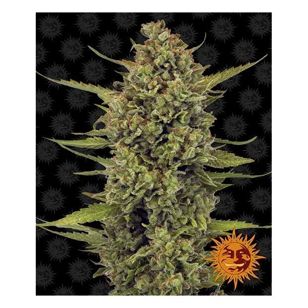 Barneys Farm Acapulco Gold 5 pcs feminised
