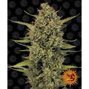 Barneys Farm Acapulco Gold 5 pcs feminised