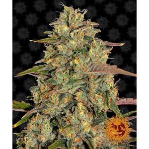 Barneys Farm Amnesia Lemon 5 Stk feminisiert