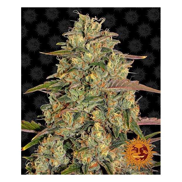 Barneys Farm Amnesia Lemon 10 Stk feminisiert