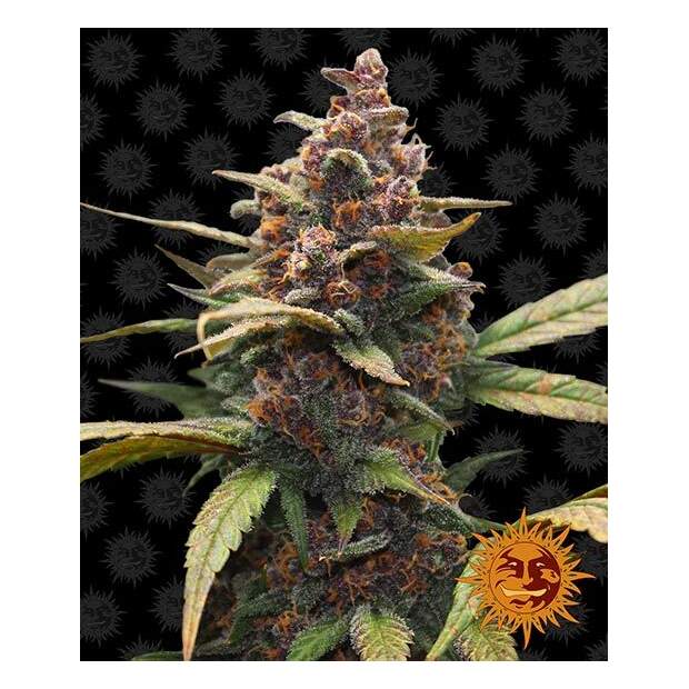 Barneys Farm Ayahuasca Purple 3 pcs feminised