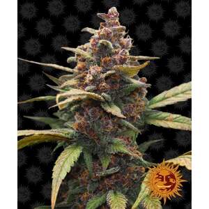 Barneys Farm Ayahuasca Purple 10 pcs feminised