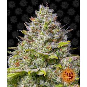 Barneys Farm Blue Gelato 41 3 pcs feminised