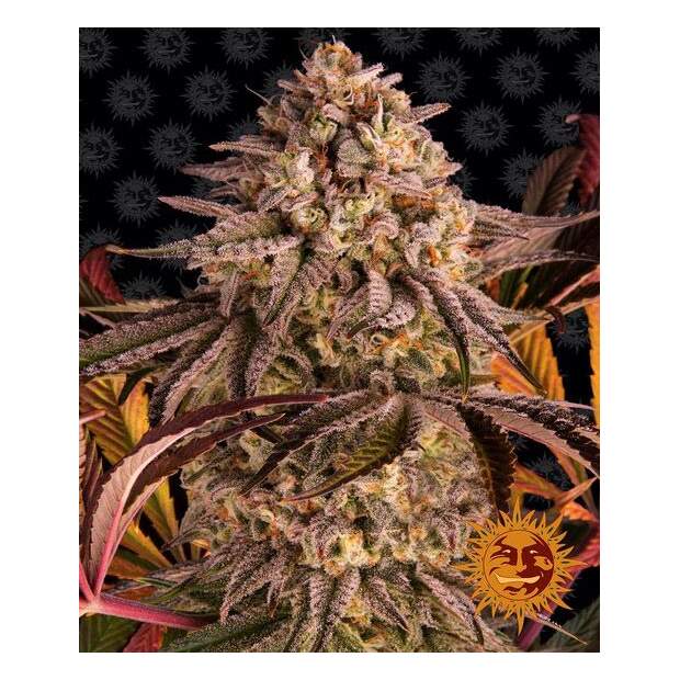 Barneys Farm Blue Sunset Sherbert 3 Stk feminisiert