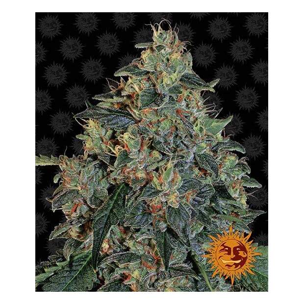 Barneys Farm Blueberry OG 3 pcs feminised