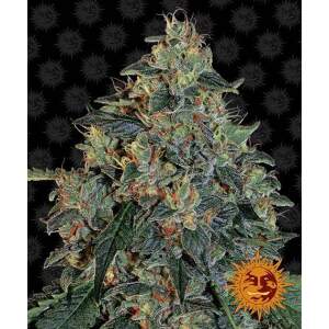 Barneys Farm Blueberry OG 3 pcs feminised